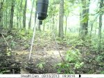 Tom's deer 2013 057.jpg