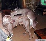 deer and dog.jpg