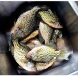 crappie1.jpg