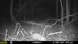 possum 2.JPG