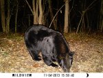 bear2013 2.JPG