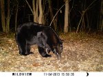 bear2013 3.JPG