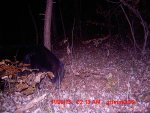 bear2013 5.JPG
