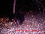 bear2013 7.JPG