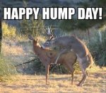 Hump Day.jpg