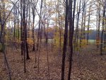 big woods1.jpg