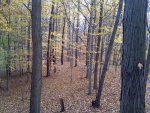 big woods2.jpg