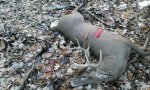 PA buck.JPG