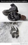 Bear Prints.jpg