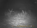 deer 12-22-13 083.jpg