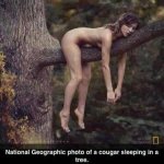 Cougar2.jpg