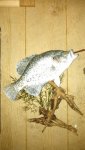 crappie.jpg