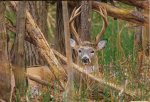 Buck.pdf.jpg