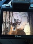 3-3-14deer.JPG