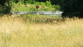 20230626_085713.gif