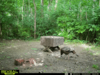 20230626_094706.gif