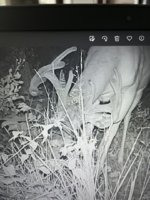 IMG_1652.jpeg