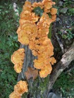 IMG_0925.jpeg