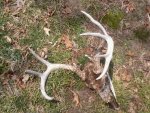 Dead buck 04-22-14 3.jpg