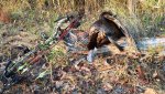 2014 bow turkey.jpg