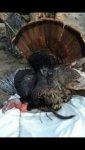 Sawyer Turkey 1.jpg