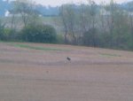 Madison-20140509-01491.jpg