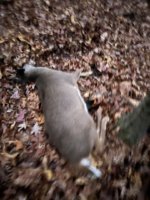 IMG_3887.jpeg