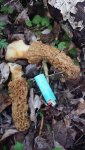 Joys Shrooms.jpg