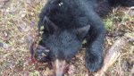 Newfoundland 2014 122.jpg
