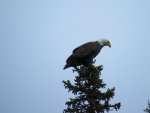 Newfoundland 2014 395.jpg