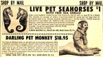 COMICAD_pet_monkey.jpg