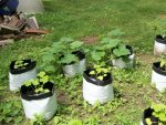 bag-garden-squash.jpg