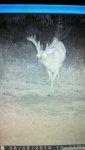 deerhigh14.jpg