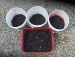 Berries 4.5 galA.jpg