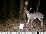 buck behind house.jpg
