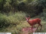 IM000078 young buck 8-3-11.jpg