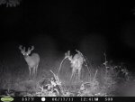 bucklick-gianttree-6-211099.jpg