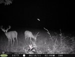 bucklick-gianttree-6-21794.jpg
