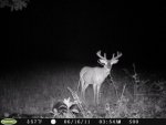 bucklick-gianttree-6-21887.jpg