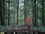 topclearcut-6-21020.jpg