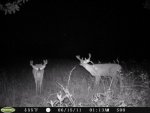 bucklick-gianttree-6-21393.jpg