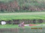 IMG_1524.jpg