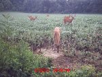 Trail Cam 2011 094.jpg