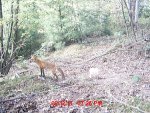 Trail Cam 2011 343.jpg