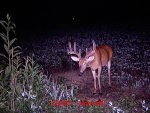 Trail Cam 2011 172.jpg