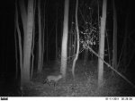 Fox Jan 11 20110001.jpg