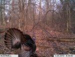 Mar 24 turkey struttin0001.jpg