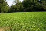 Food Plot 3.jpg
