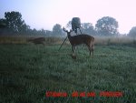 MDGC0038__1404942947_40619.jpg