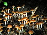 Psilocybe_cyanofriscosa_62599.jpg